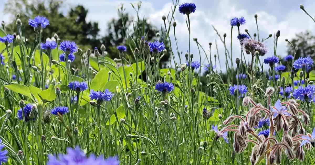 Wildblumen im Sonnenlicht